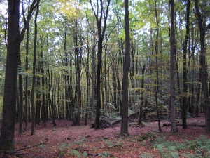 het Kellerwald