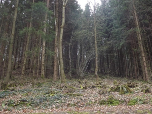 Naalbos in het Kellerwald