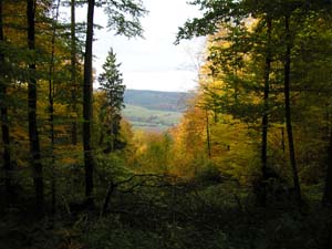 Kellerwald