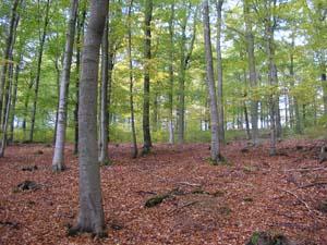 Kellerwald